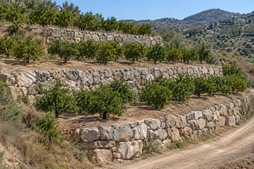 Escollera terraces on an orange finca in Álora