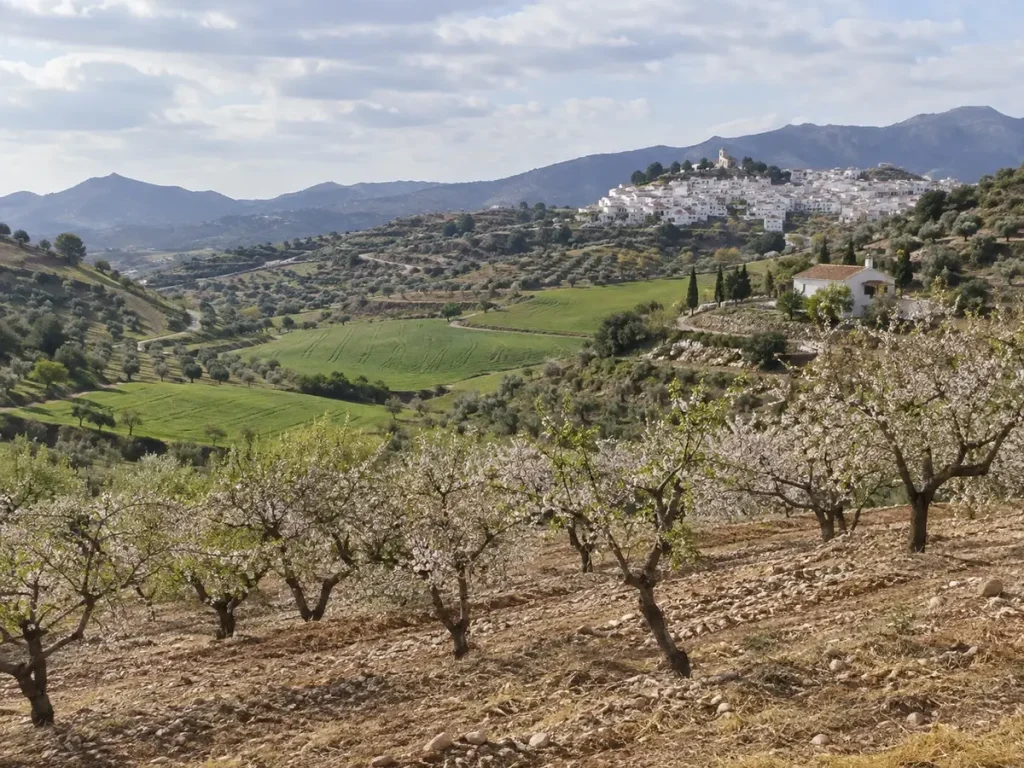 Almond and cereal fields in Casabermeja