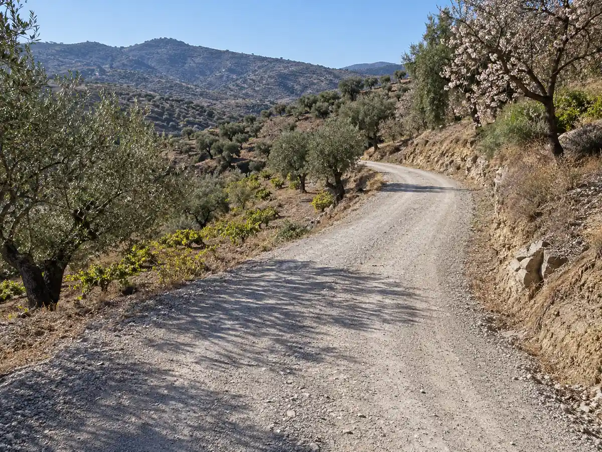 Camino de olivar y almendros con zahorra compactada en Comares