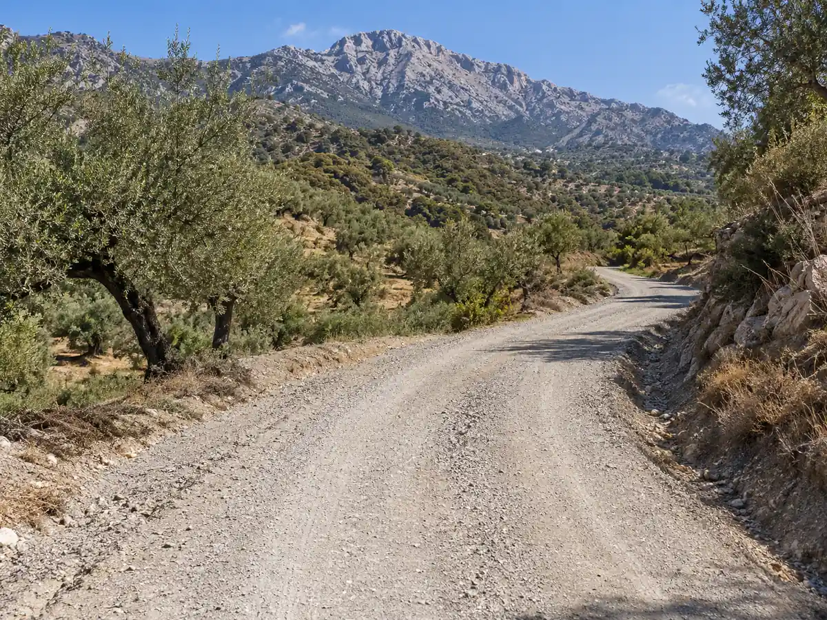 Camino de olivar con zahorra en La Rábita, Canillas de Aceituno