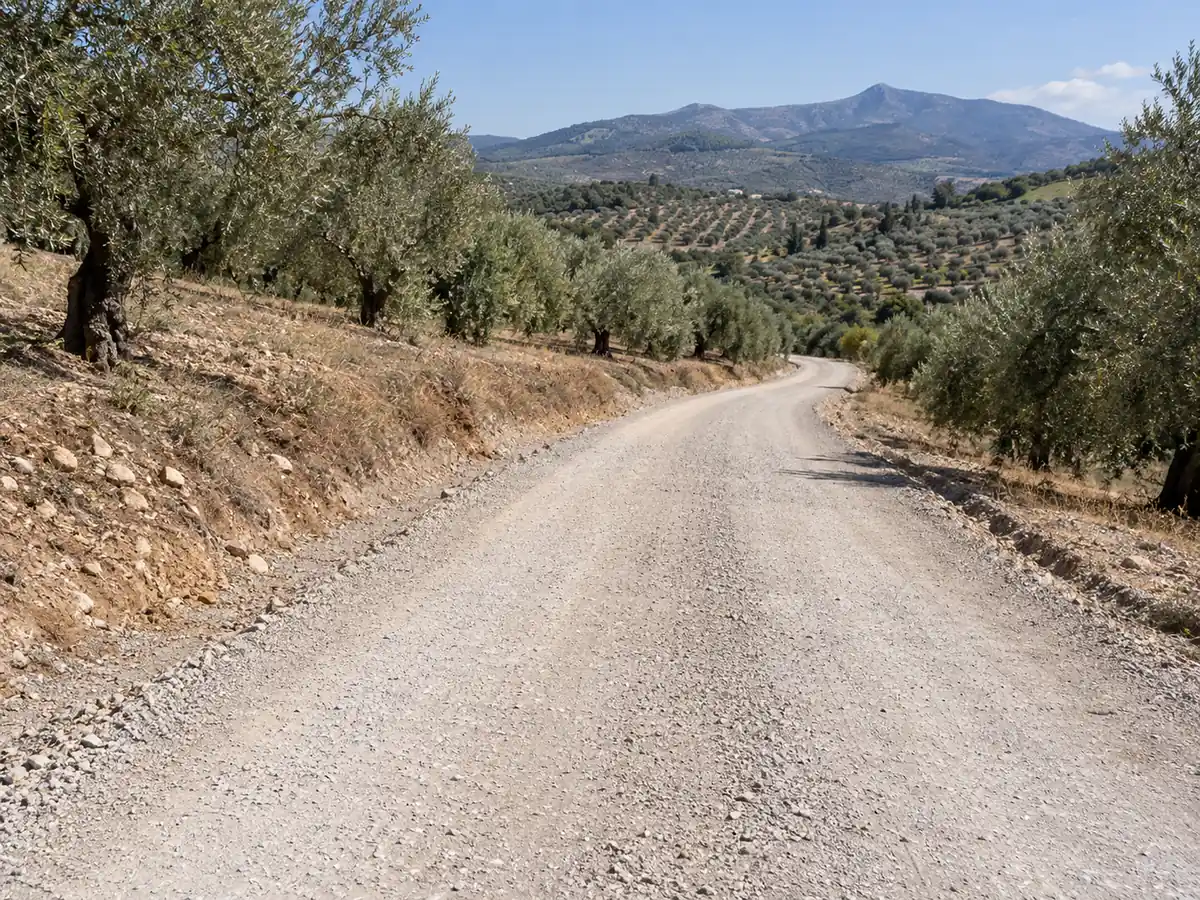 Arreglo de carriles en Periana: camino de olivar arreglado con zahorra compactada en Periana