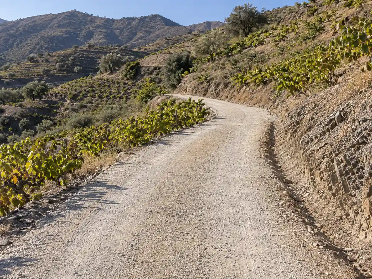 Camino agrícola entre viñas arreglado en Moclinejo