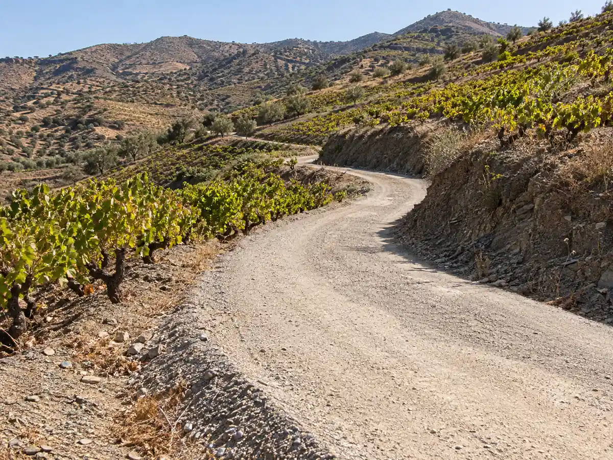 Arreglo de carriles en Almáchar: carril entre viñas de moscatel en las laderas de Almáchar