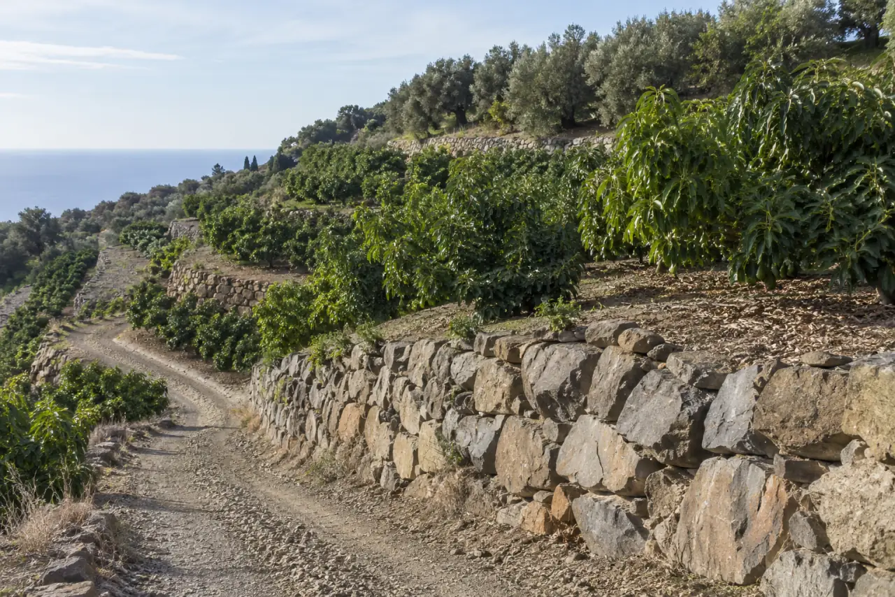 Bancales con muros de escollera — en Almuñécar Ladera agrícola organizada en bancales planos con escolleras de piedra natural, cultivo subtropical y olivos en el fondo.
