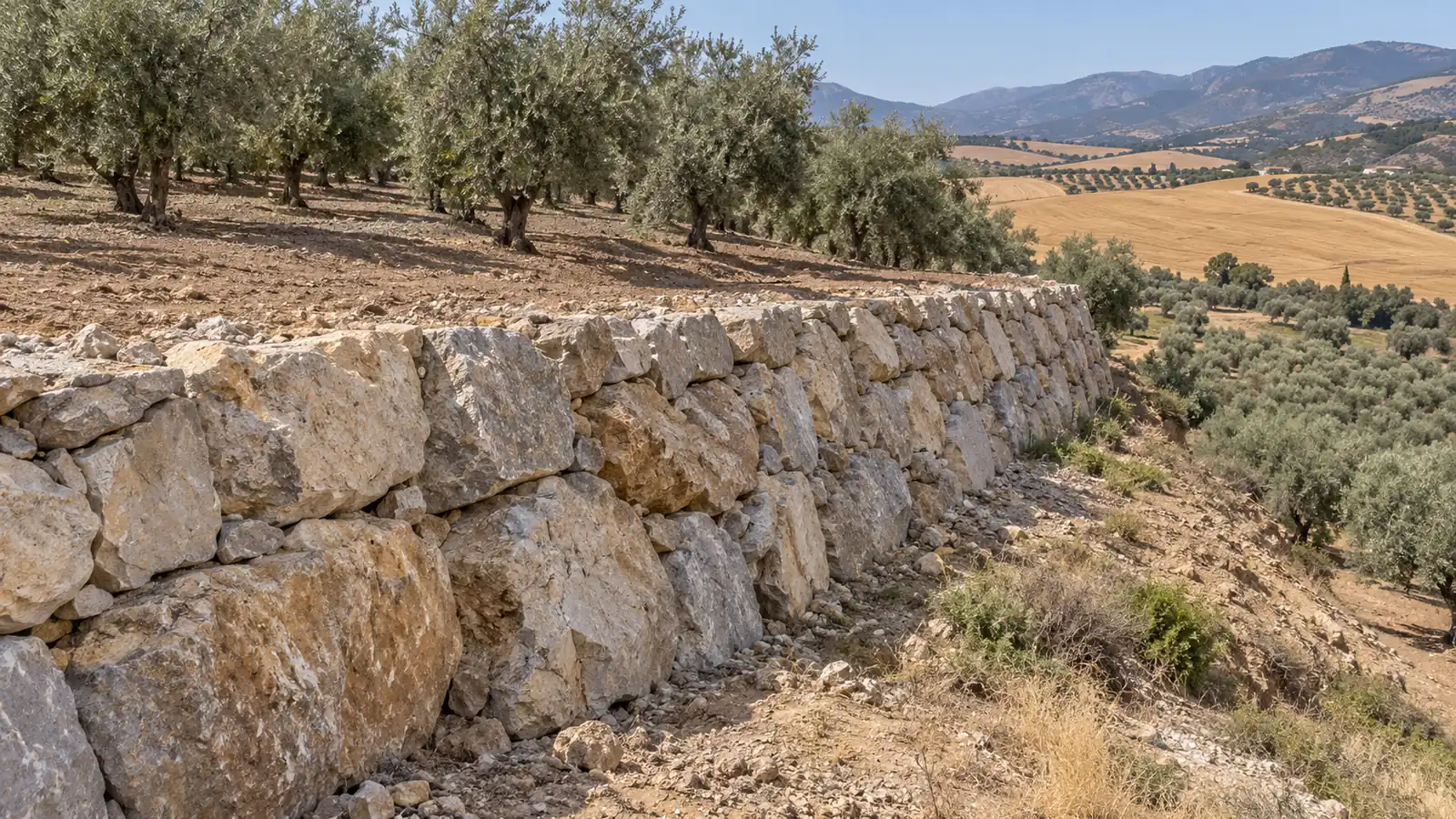 Escollera wall on an olive grove in Colmenar