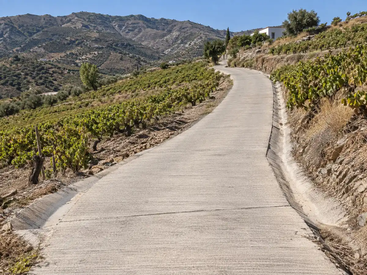Carril de acceso hormigonado entre viñas en Almáchar